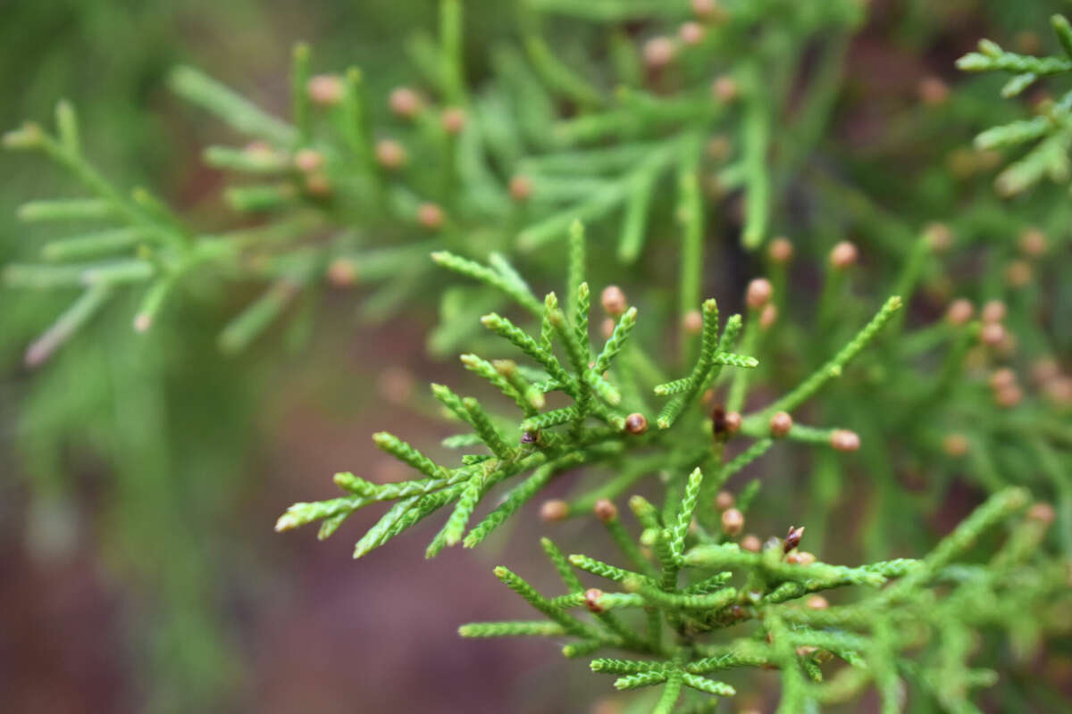 In Northern California, cedar trees release large amounts of pollen that cause allergies. 