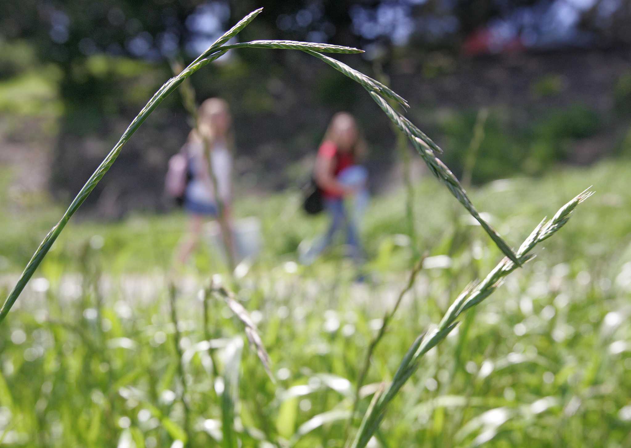 Seasonal allergies in the Bay Area may get worse — and affect more