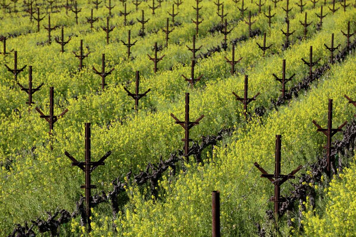Mustard greens bloom between rows of vines at a vineyard along the Silverado Trail in the Napa County community of Oakville. Allergy seasons could get even longer and more potent because of climate change, a new study says — findings that are in line with what Bay Area doctors say their patients are already reporting.