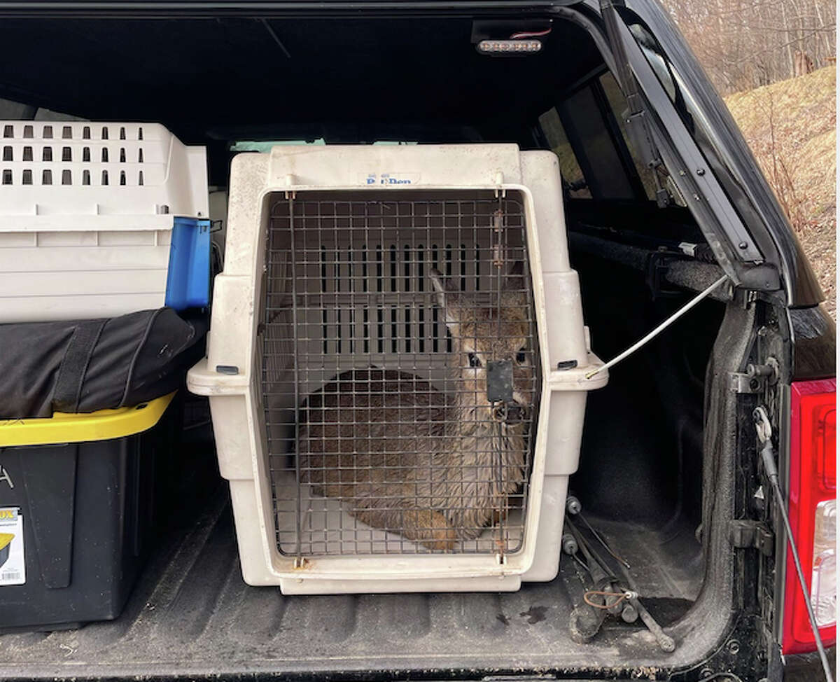 Animal Control Offocer Dillon Rosa transported the deer in a dog kennel in his truck outside the city limits to release the yearling after being rescued.