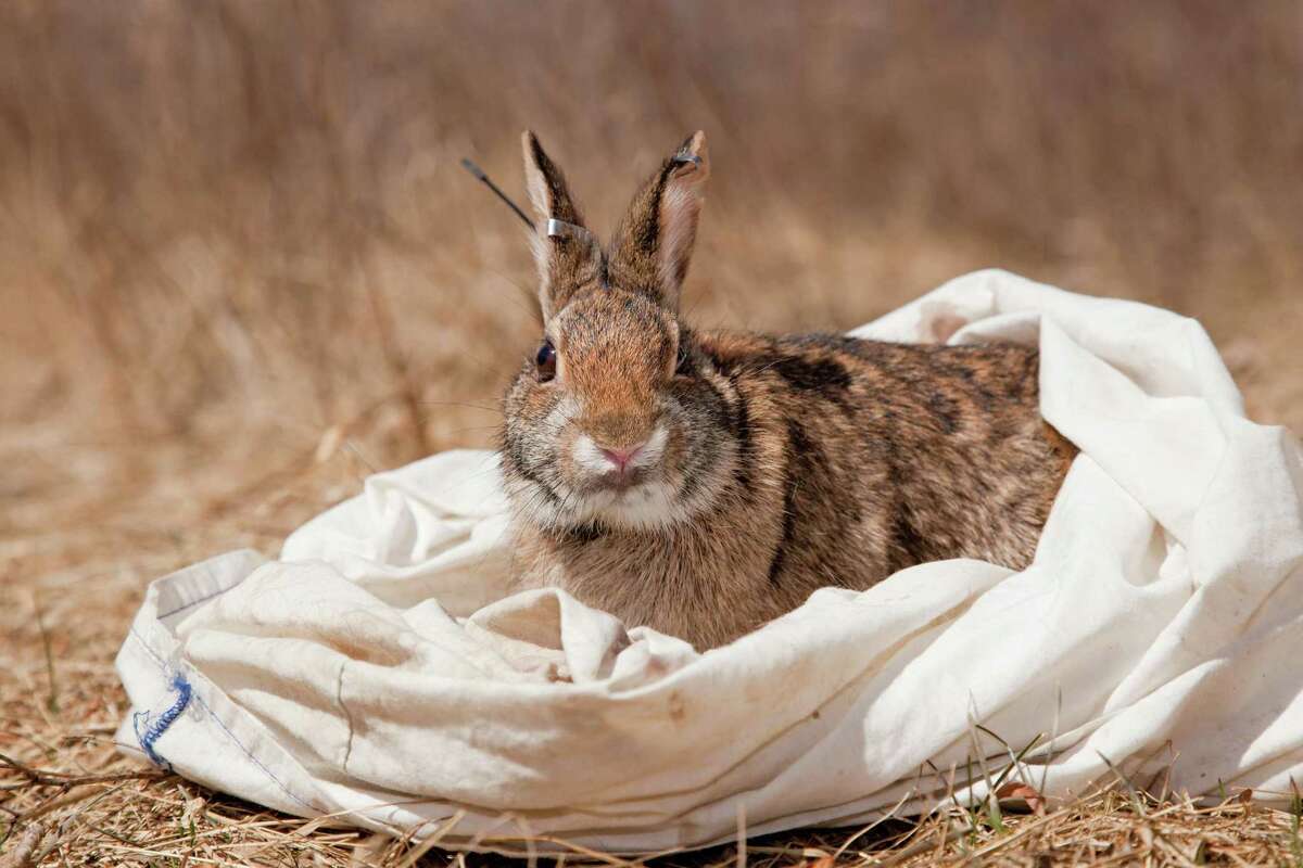 A Yale-led study predicts the New England cottontail, pictured here, will lose 10 to 20 percent of its habitat by 2050.