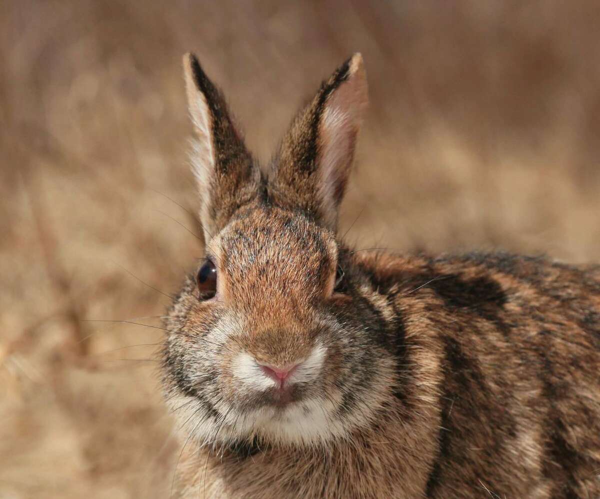 A Yale-led study predicts the New England cottontail, pictured here, will lose 10 to 20 percent of its habitat by 2050.