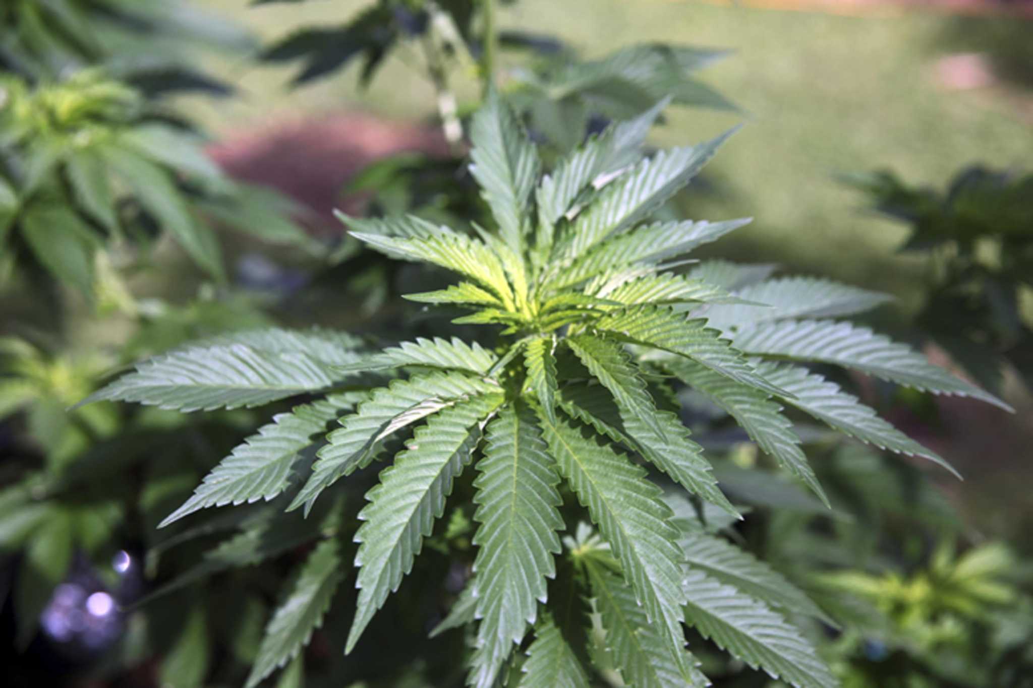 Some could submit hundreds of applications each for CT's cannabis licenses - Vimarsana News