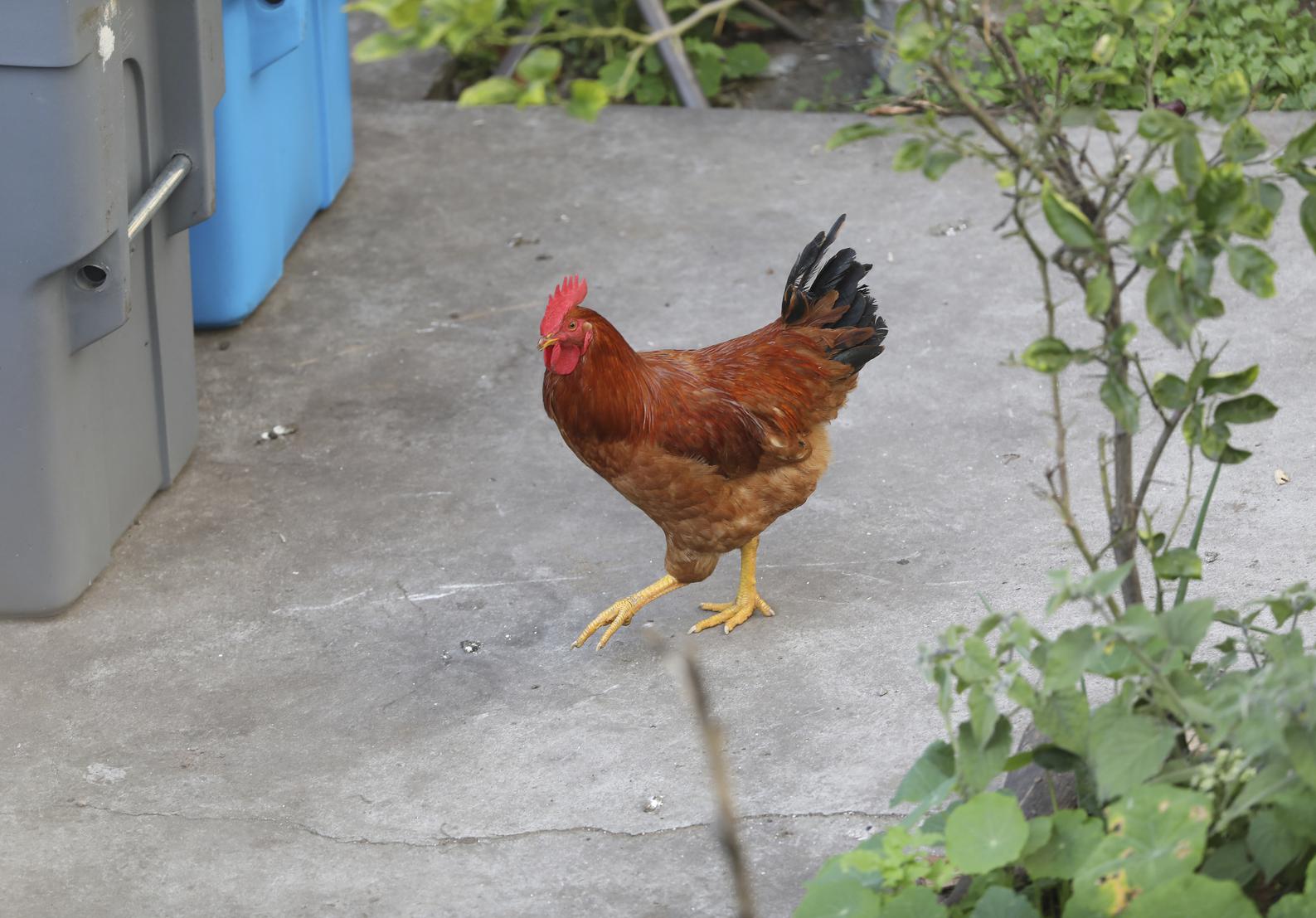 'We have many challenges in the Tenderloin and a rooster is now one of them' - Vimarsana News