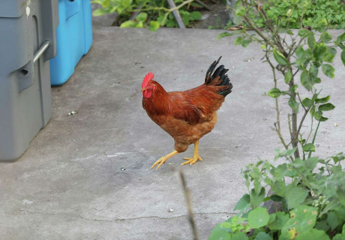 A rooster walks in a yard in the Tenderloin district of San Francisco. The crowing of the rooster has been disturbing neighboring residents for the past two months.