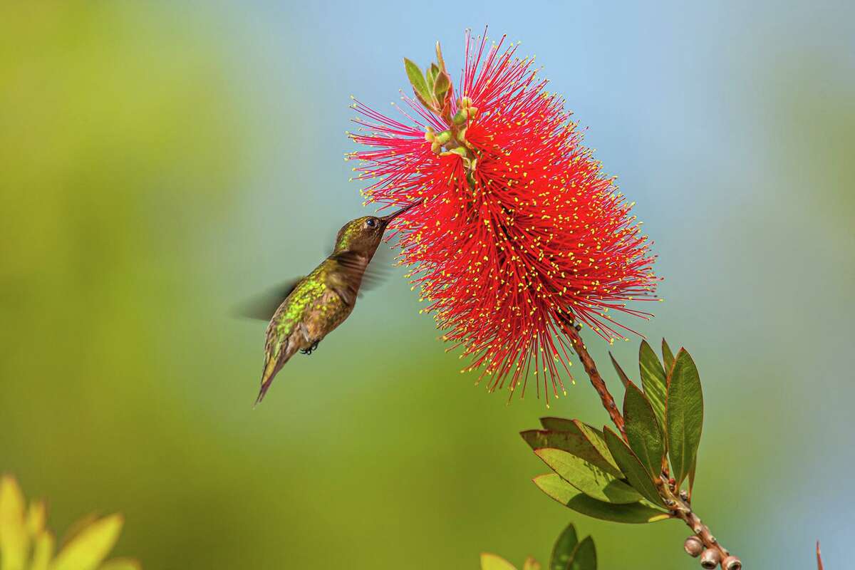 Texas hummingbirds are back in Houston. What you need to know.