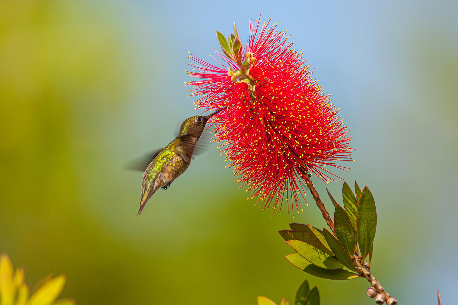 Hummingbirds are back in Houston — but not for long. Here are tips for ...