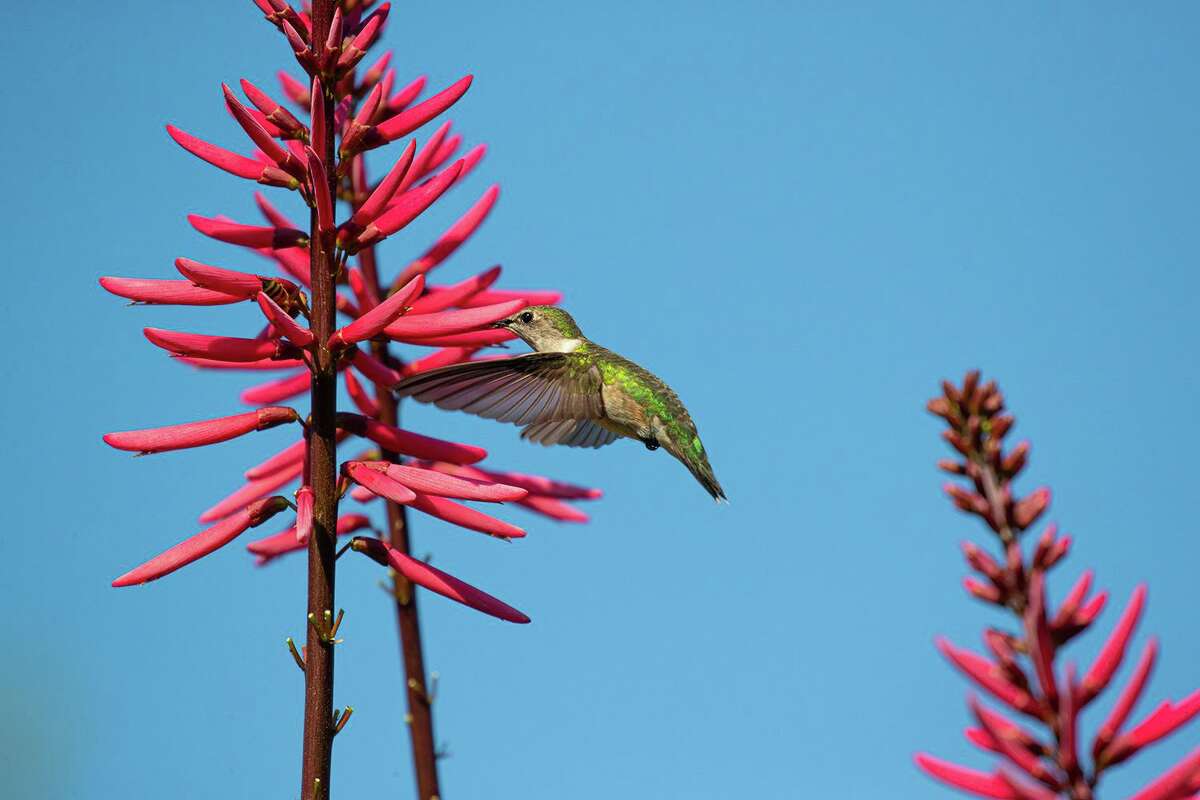 Ruby-throated hummingbirds are arriving in the area on their annual northern migration. They feed on nectar-rich tubular flowers. Photo Credit: Kathy Adams Clark. Restricted use.