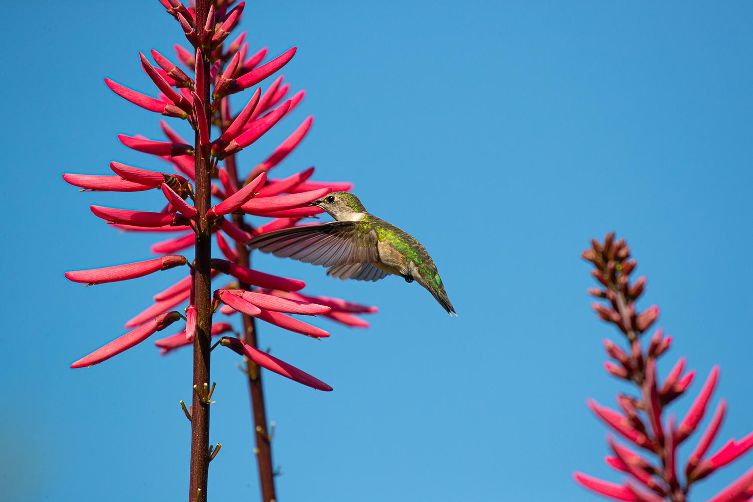 Texas hummingbirds are back in Houston. What you need to know.