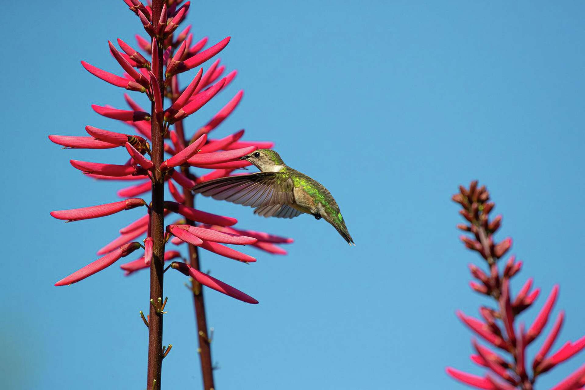 Texas Hummingbirds Are Back In Houston What You Need To Know 