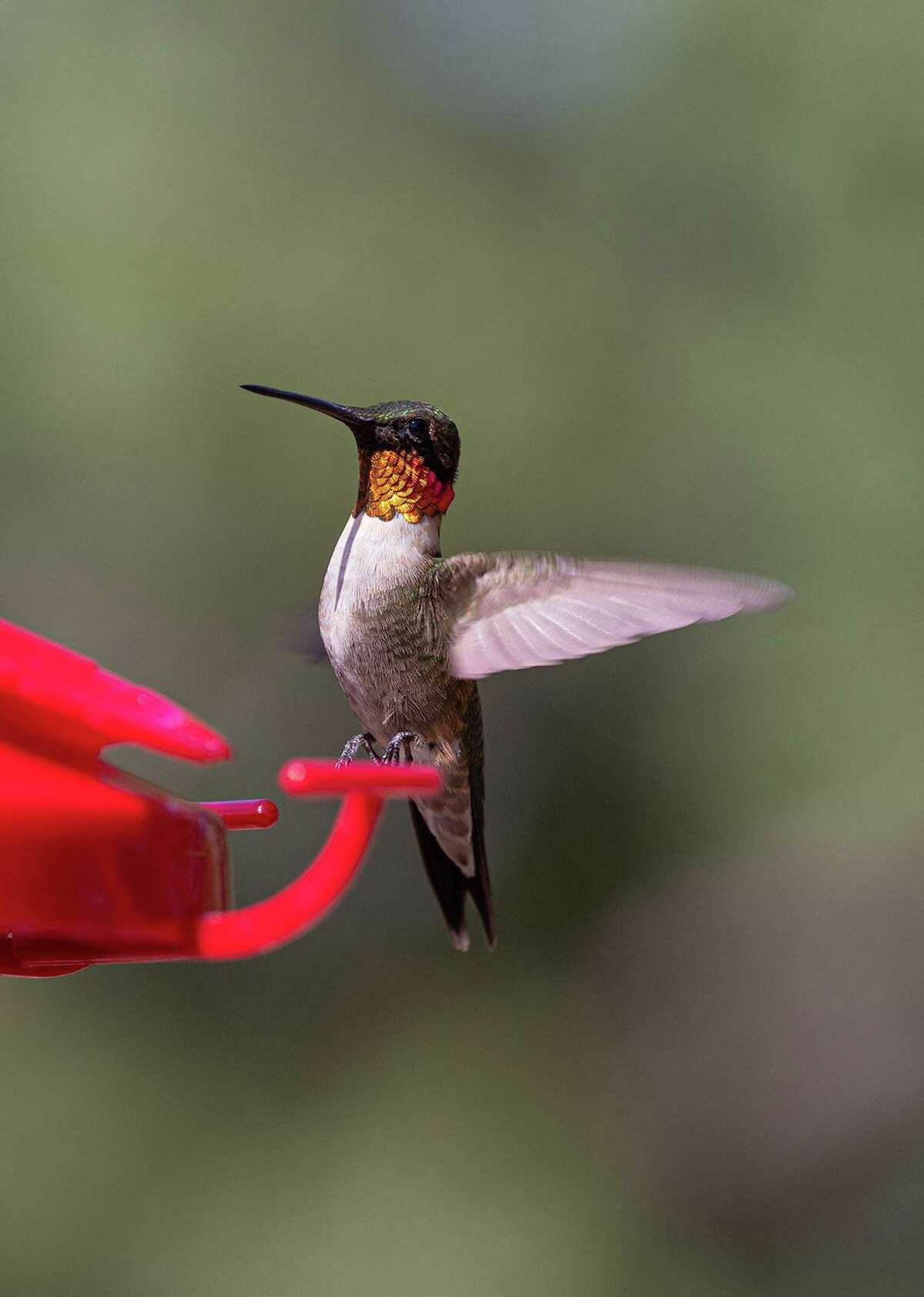 Hummingbirds are back in Houston — but not for long. Here are tips for