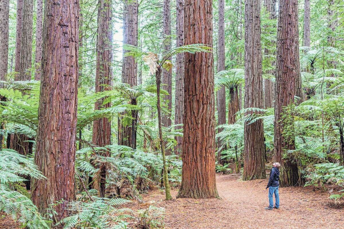 Tourist walking in the Redwood forest amongst tall trees, Rotorua, Bay of Plenty, New Zealand