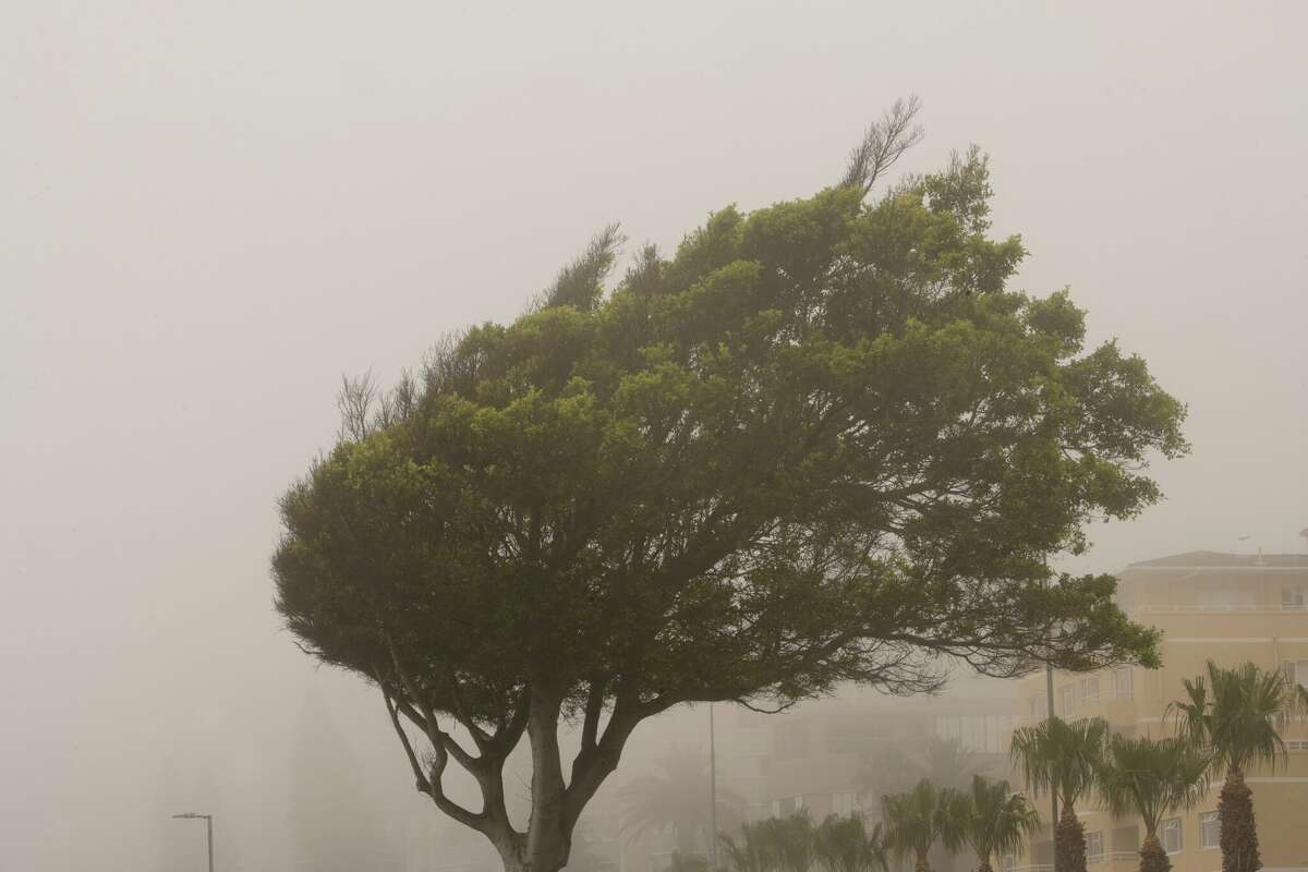 A tree that blows in the wind during a storm.
