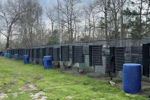 Police seize 200 roosters, some worth $10K, in cockfighting raid