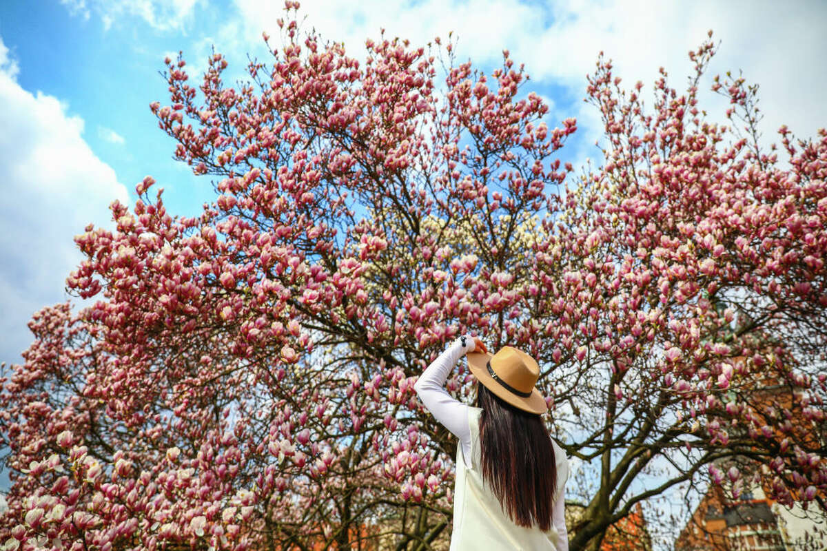 A woman is posing by a blooming magnolia tree. (Photo by Beata Zawrzel/NurPhoto via Getty Images)