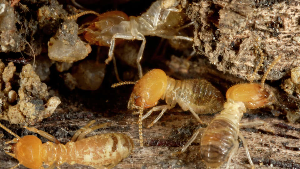 Termites at a small hole in the timber. Larger-than-life reproduction ratio. Termites are insects in the order Isoptera.