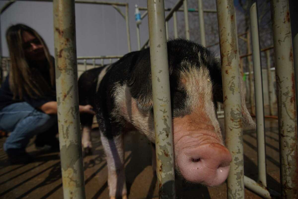 Opinion: The Rodeo is a cruel exhibition that we don't need Opinion: The Rodeo is a cruel exhibition that we don't need