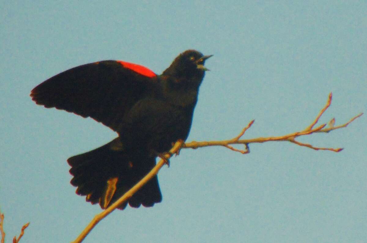 Red-winged blackbirds can now be seem perched on tree tops.