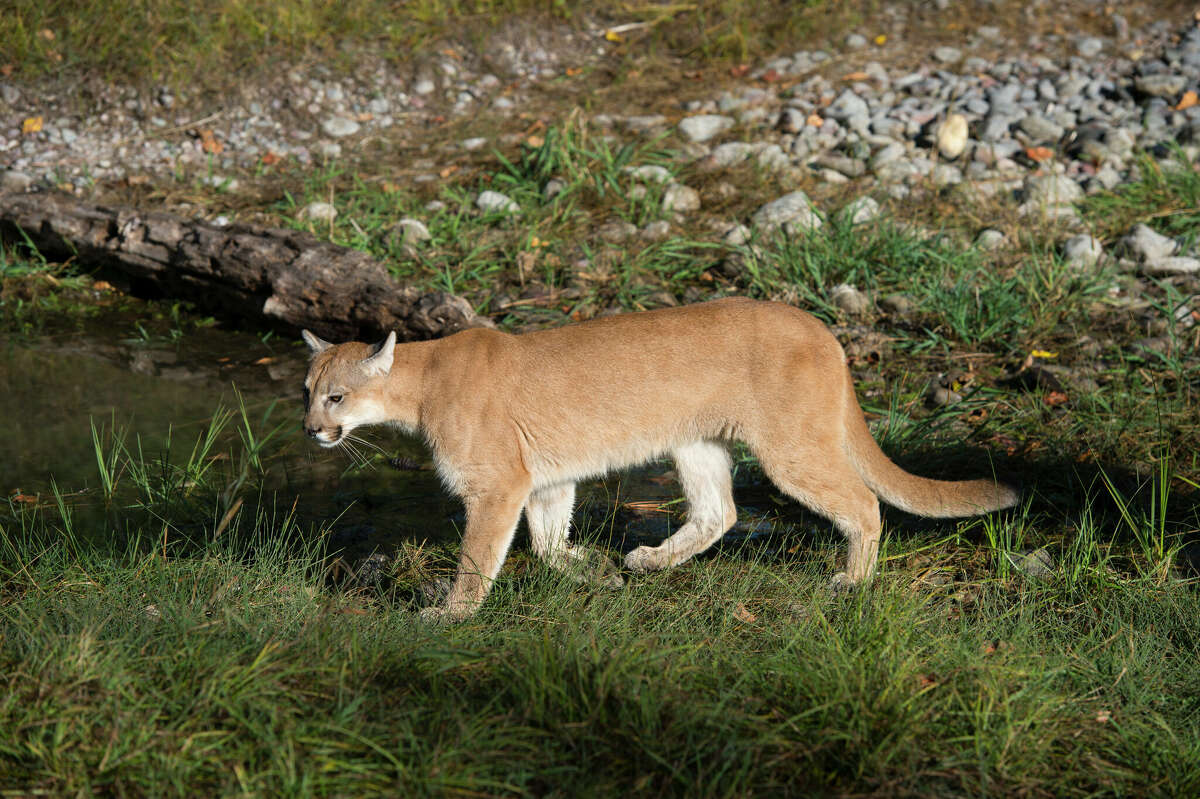 A young, captive mountain lion is seen wandering near a body of water in Montana.