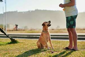 Tips for clicker training your new foster or adopted dog