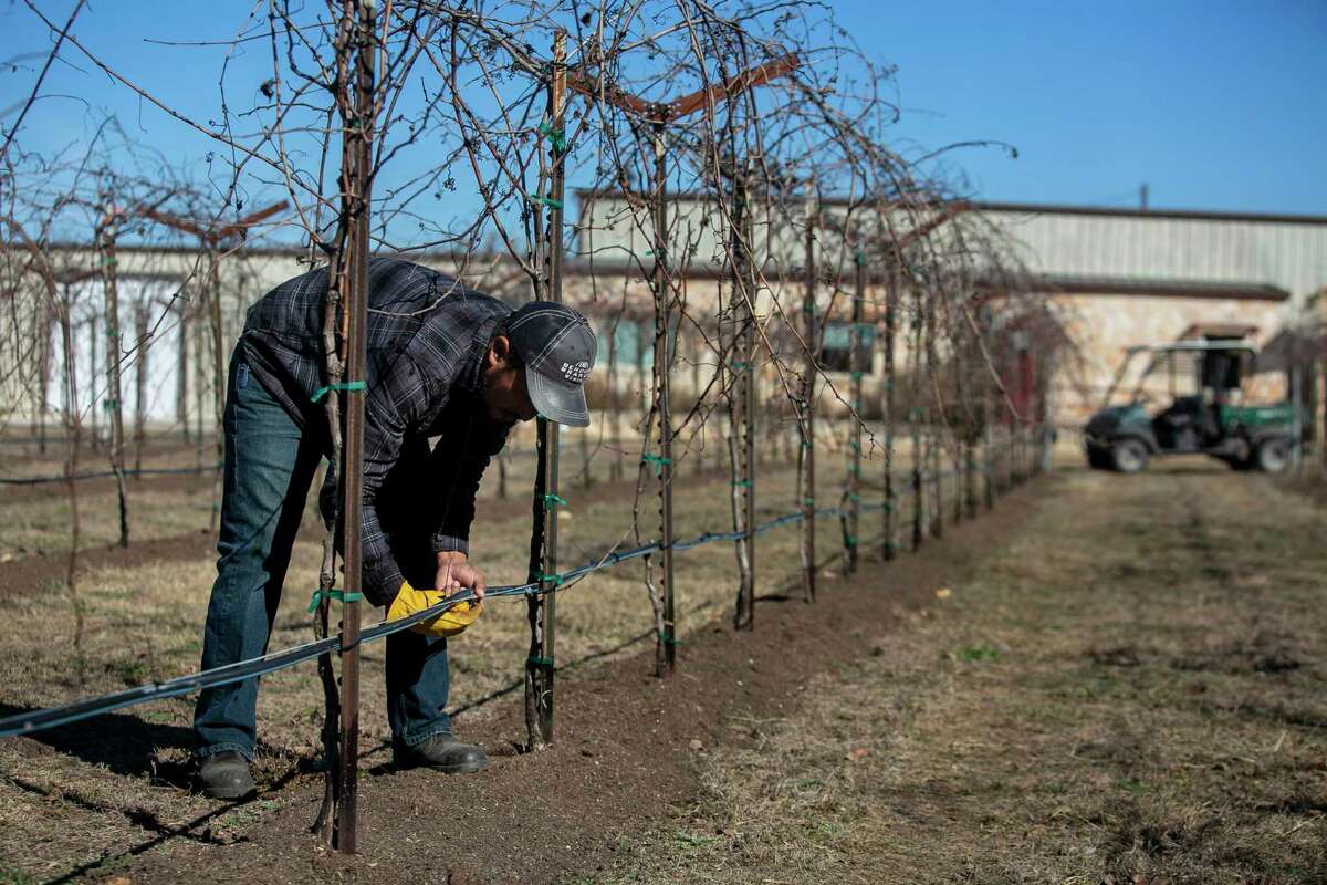 Melvin Mendez secures hose lines in the vineyard of Bending Branch Winery in Comfort.