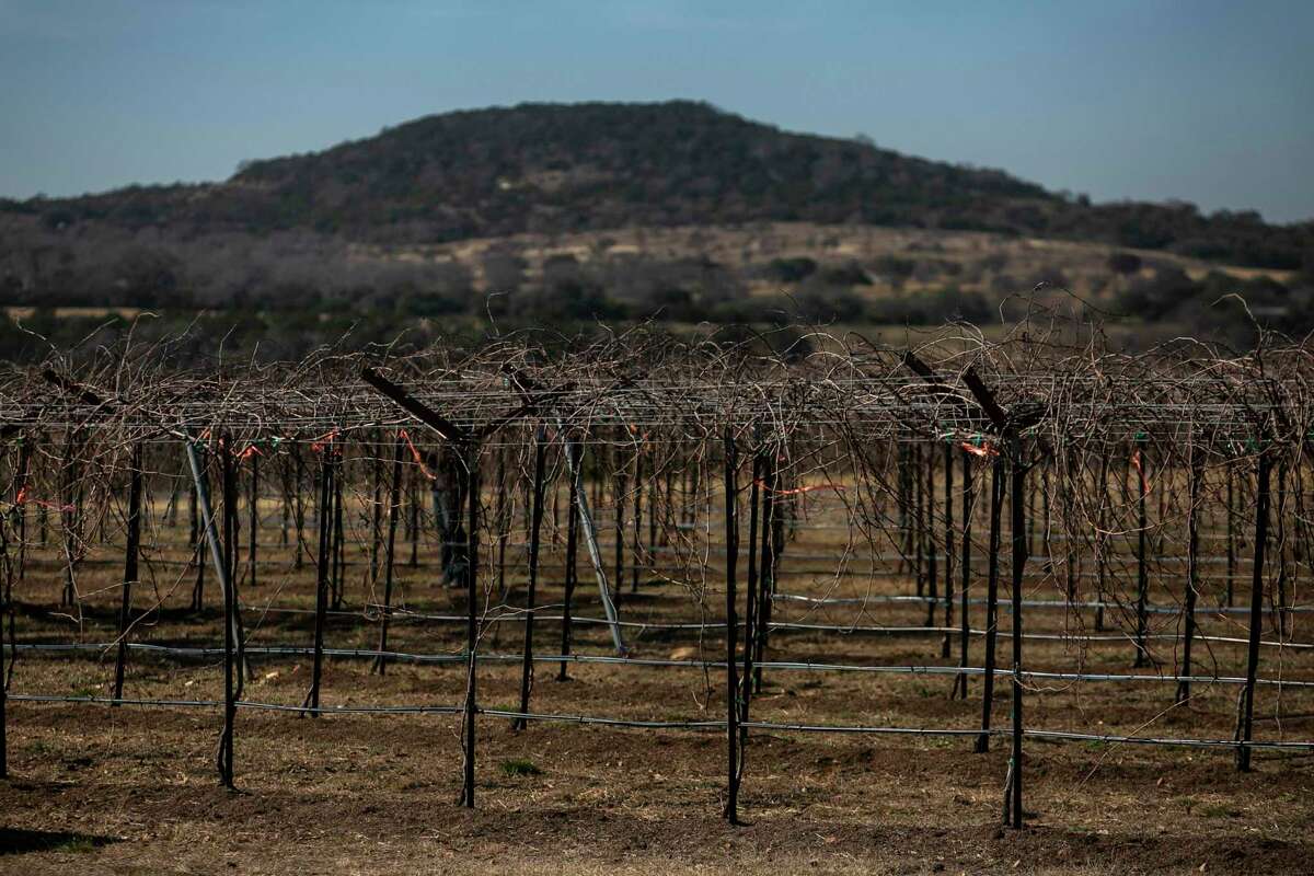 Today, grapes grow on about 1,500 acres of Hill Country land.
