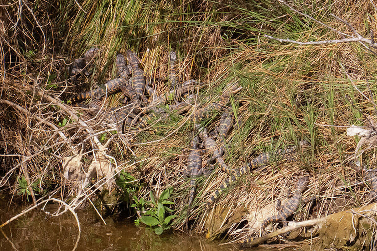 Aransas National Wildlife Refuge posted a cute photo of 20 baby alligators on one of its trails last weekend. 