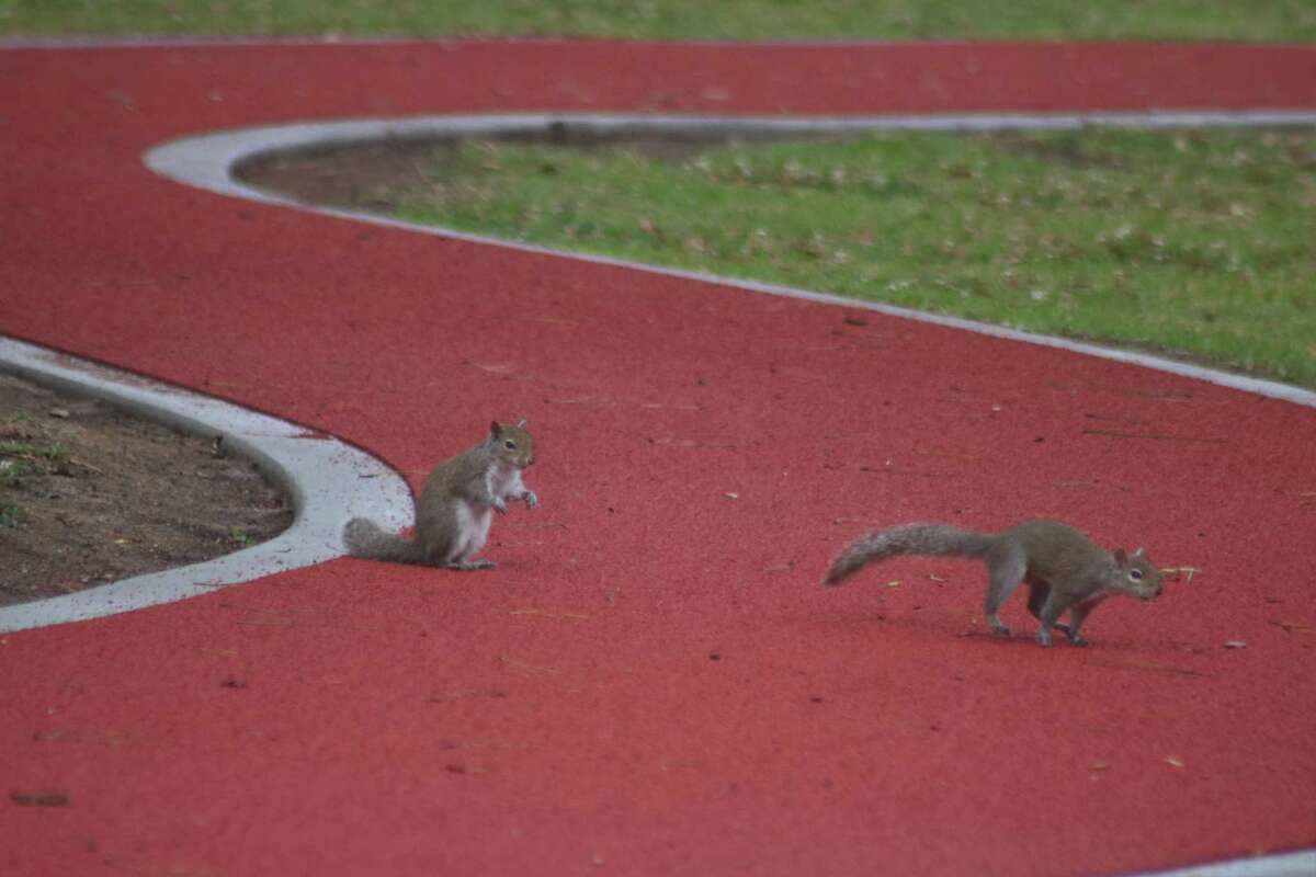 Two squirrels test out the new surface on the Stevenson Park jogging trail. The surface is easier on the joints than concrete.