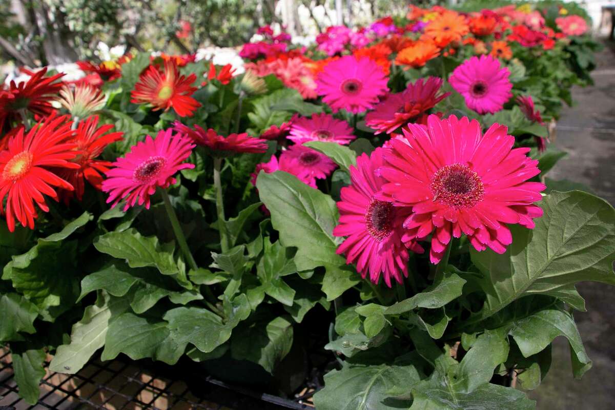 Mercer Botanic Gardens presents its two-day March Mart plant sale fundraiser on March 25 and March 26.