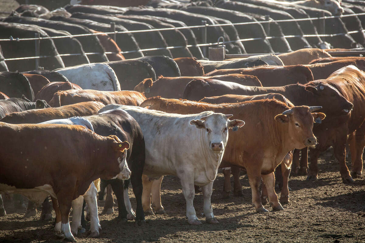 Sa Beef Field Days 2025 Image to u