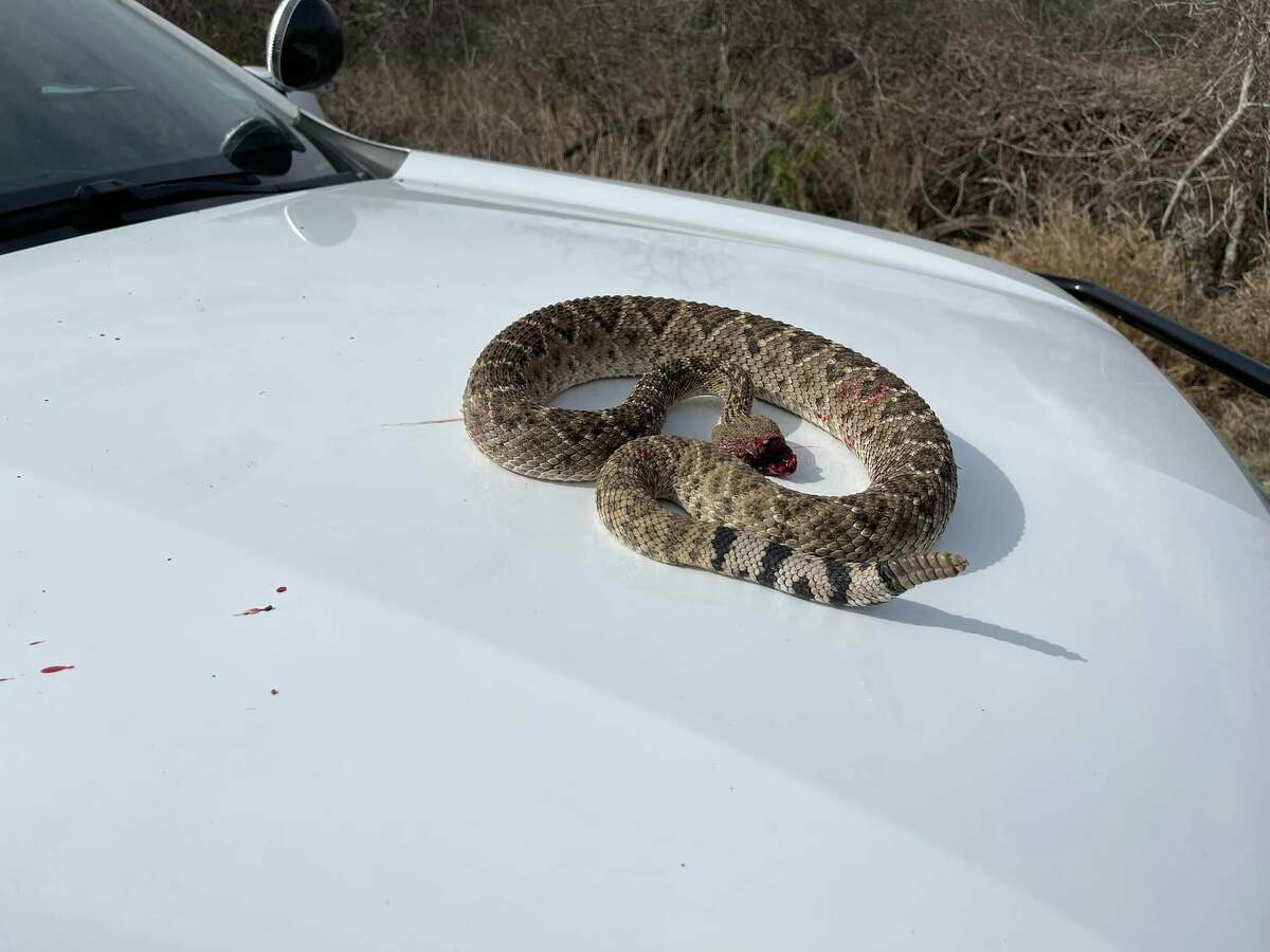 Bee County Sheriff Sgt. Rick Villarreal recently shot a rattlesnake at a local cemetary. The sheriff's office shared the encounter on Facebook to raise awareness about snake season.  trigger. 