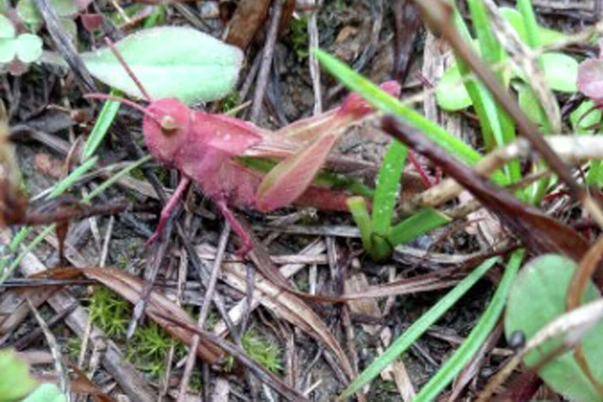 Rare Pink Grasshopper Named Pinky Found In East Texas Is Mans New Pet