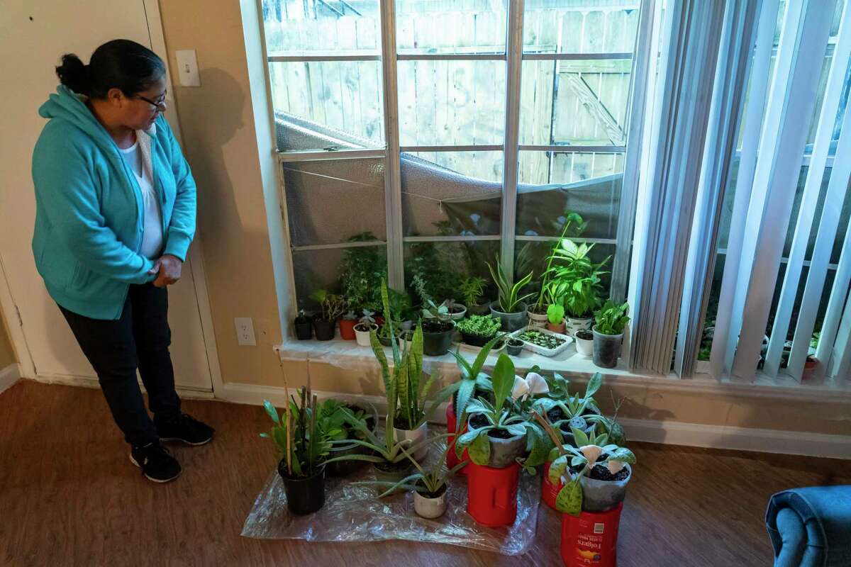 Sofia Cordero looks out of the window where she keeps her plants in her new apartment, Thursday, Feb. 24, 2022, in Houston. After losing a roommate and significant income from her work cleaning homes during the pandemic, Cordero fell behind in her rent and was recently evicted after trying to use the Harris County rent relief program and unsuccessfully fighting her eviction in court.
