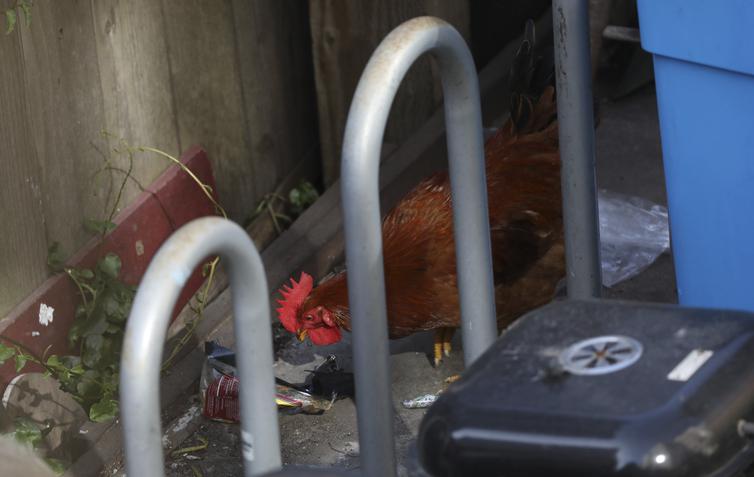 The rooster disturbing the Tenderloin has been surrendered to the city - Vimarsana News