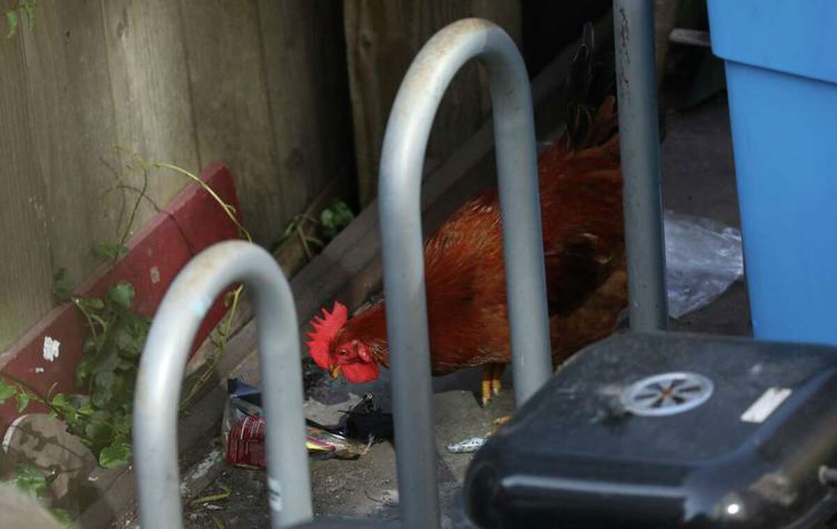 A rooster walks in a yard in San Francisco’s Tenderloin district. The early morning crowing of the rooster has been disturbing neighboring residents.