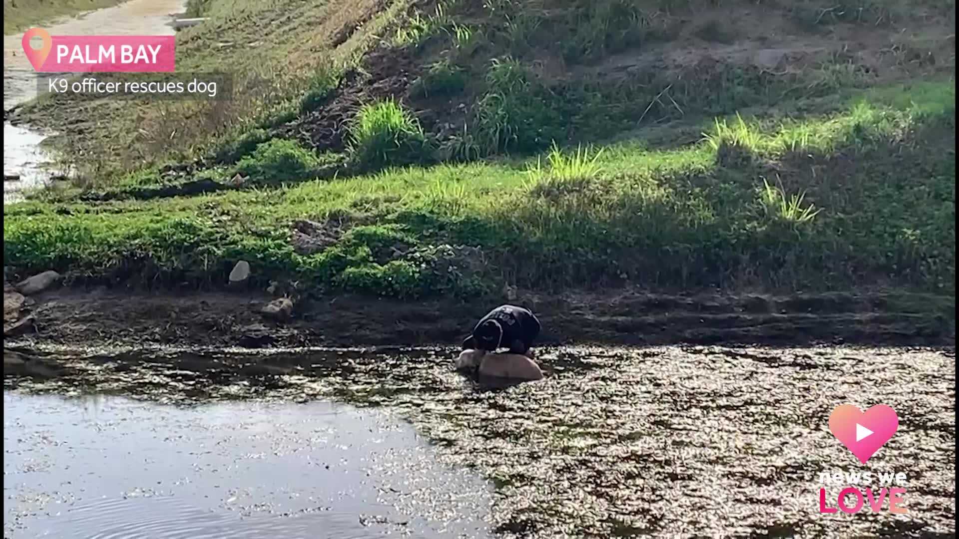 Heartwarming video: Florida K-9 officer rescues dog stuck in mud
