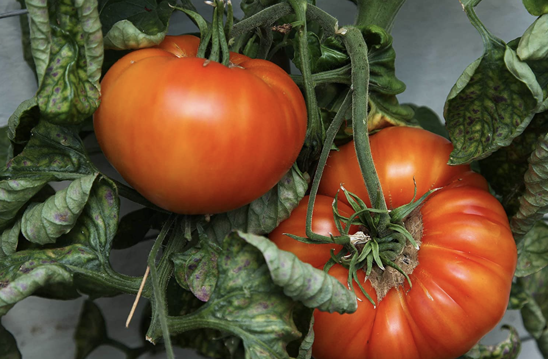What to plant in April - Vimarsana News