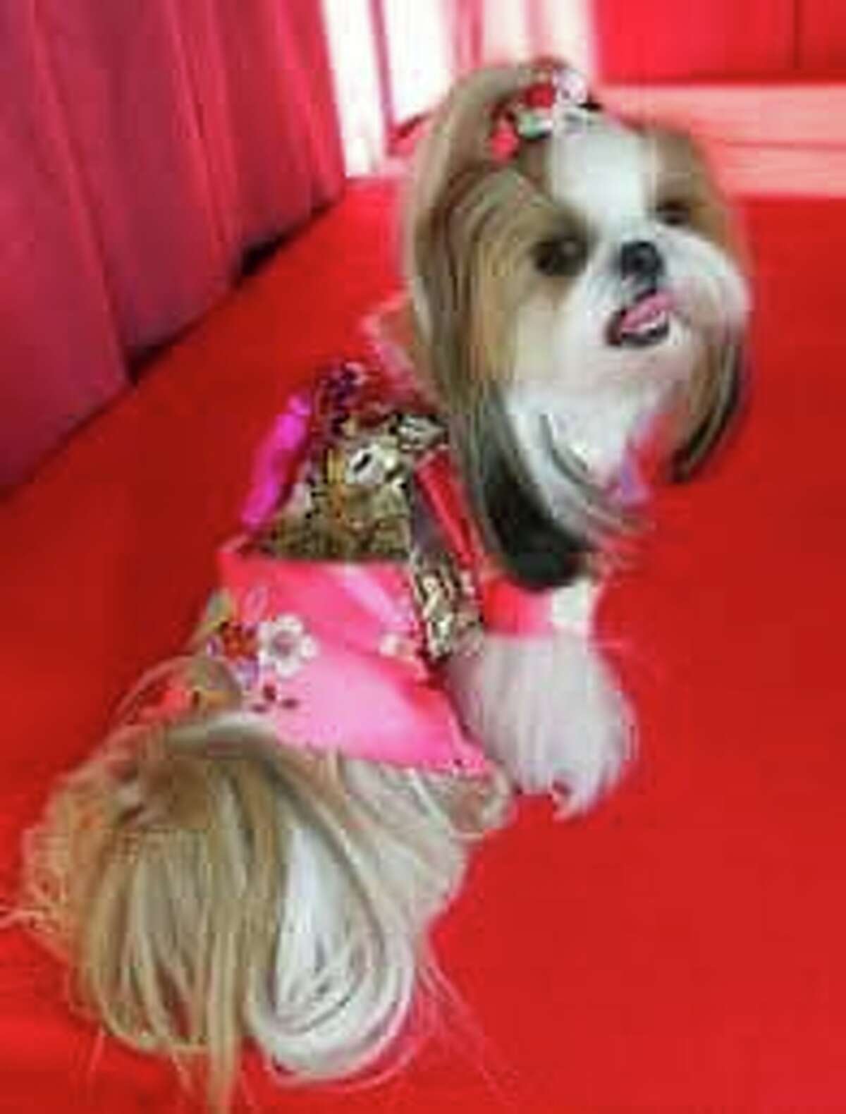 Midland County Pit Stop is dressing up for their largest fundraiser when dogs take the stage for the first K9 Katwalk from 6 to 9 p.m. May 19. Tickets are on sale now. Dogs don't have to be donning diamond crusted bras or wings, but it's okay if they do. Limited space is available to enter your dog-friendly dog.