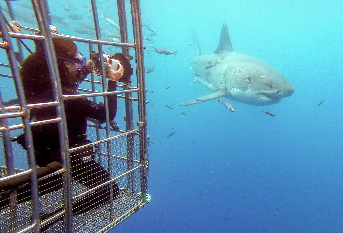 Tomas Koeck filmed great white sharks off the coast of Mexico's Baja California peninsula for his new nature documentary "Keepers of the Blue."