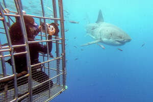 Fairfield student went diving with sharks for documentary premiering Earth Day