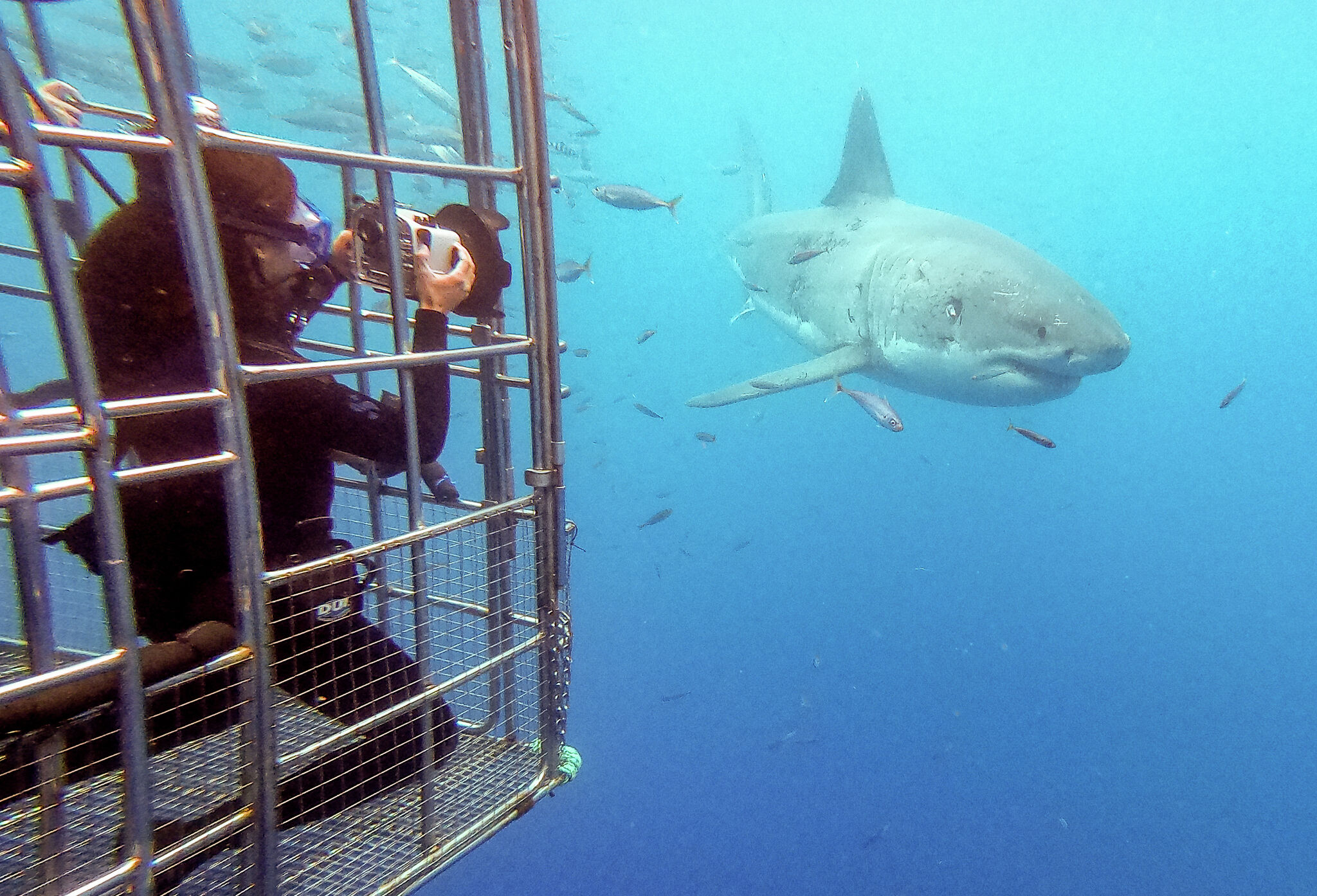 Fairfield student went diving with sharks for documentary premiering Earth Day - Vimarsana News