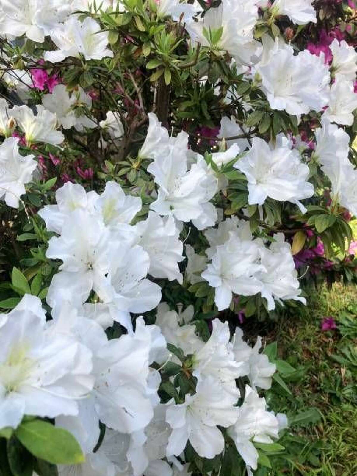 4) Azalea: Azaleas are a sure sign that spring has arrived. Many new varieties of this shrub are more cold-tolerant, so you can grow them farther north. They need mostly sun. Make sure to choose one for your USDA Hardiness zone. SHOP AZALEAS