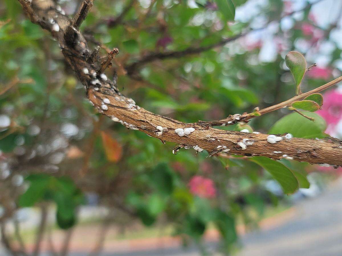 Sooty mold is a byproduct from either an aphid or crepe myrtle bark scale (CMBS) population that inhabited the tree last season.