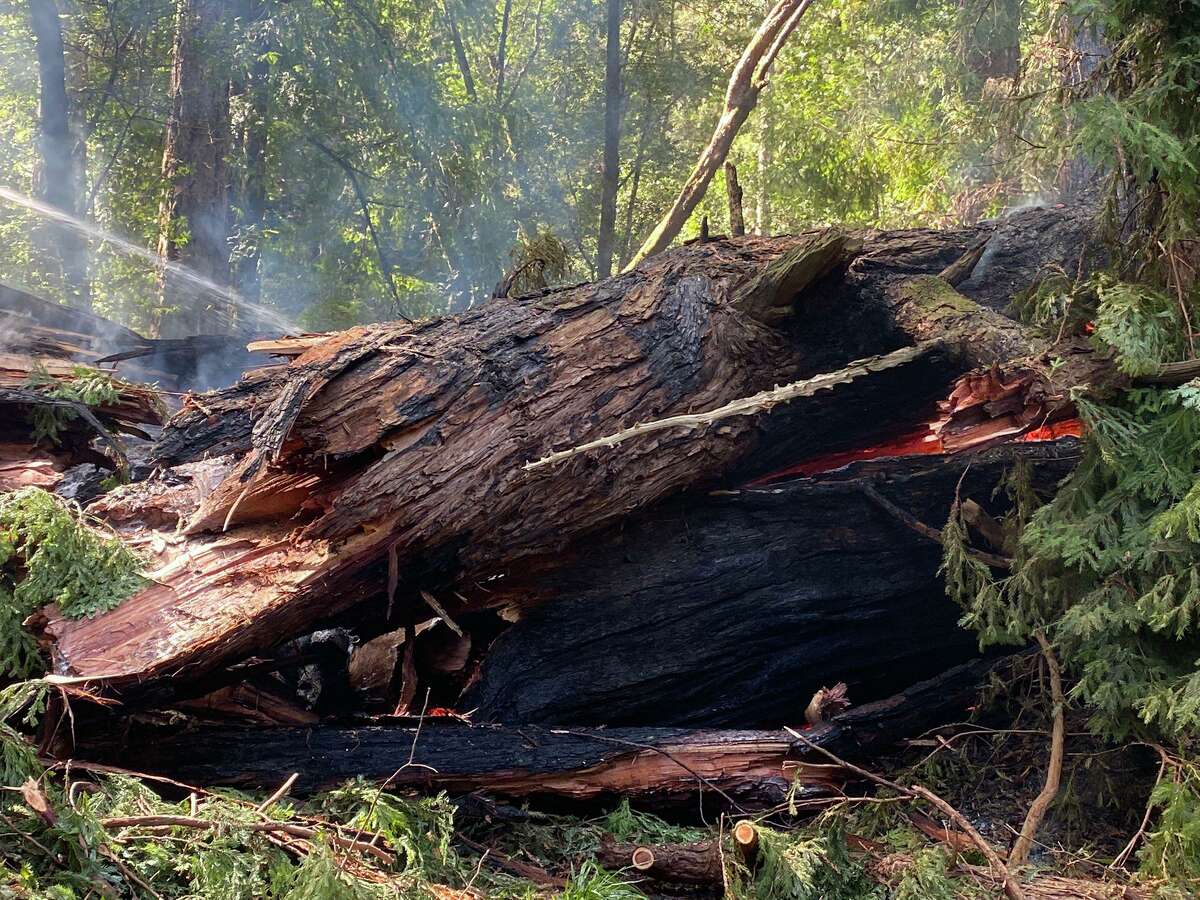 The toppled remains of the iconic Pioneer Tree in Samuel P. Taylor State Park. A fire burned the tree and caused it to fall, park officials said. The cause of the fire was under investigation.