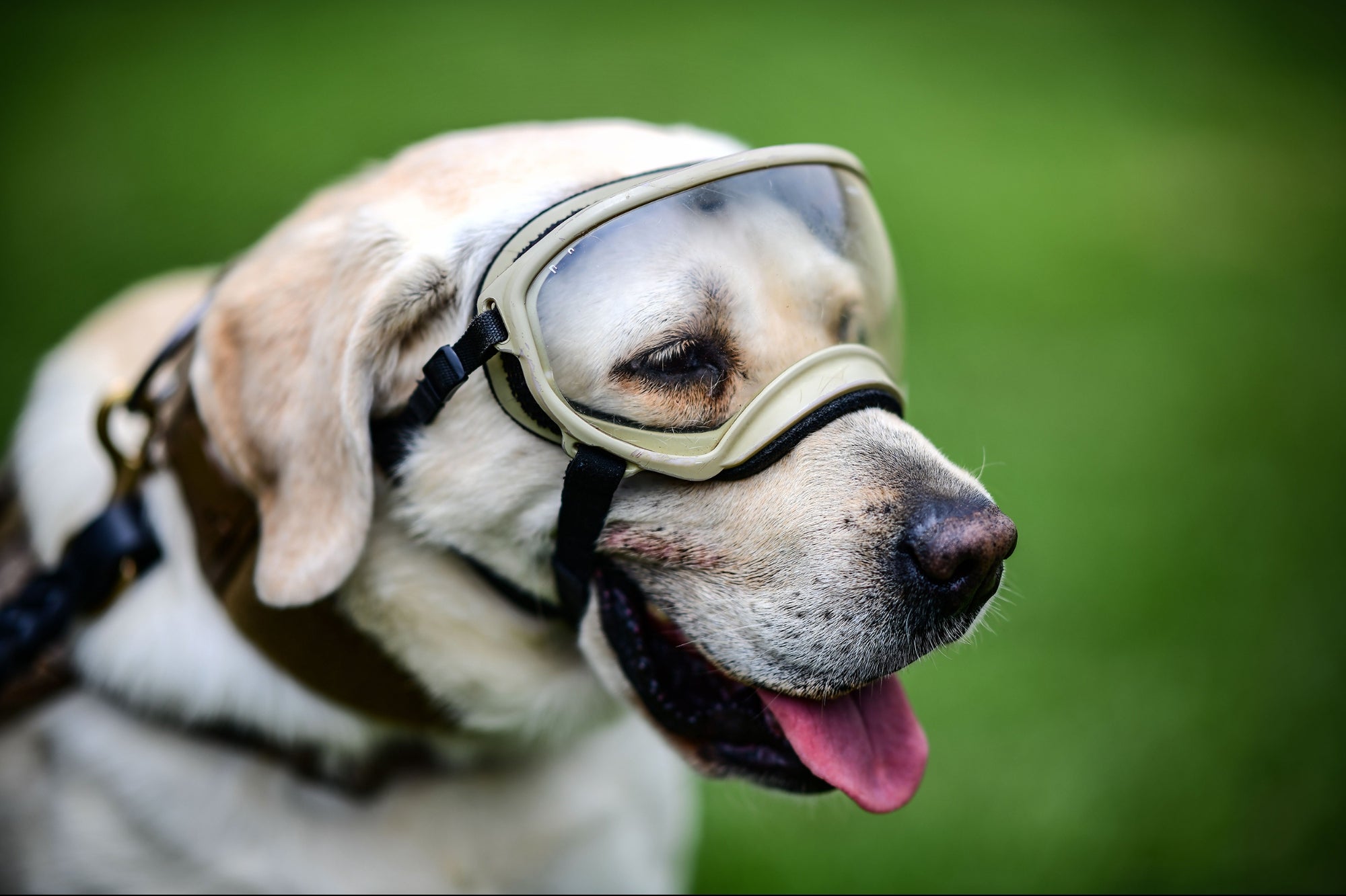 Frida, the emblematic Mexcian rescue dog, is sick - Vimarsana News