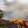 Texans can either donate the fund or those affected by the wildfires can apply to receive relief funds. 