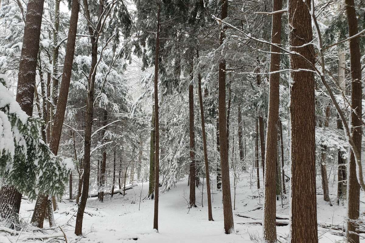 Manistee had about 4 inches inches of snow on March 7 leaving places like the Beech-Hemlock Nature Trail in Manistee open for winter activities like snowshoeing.