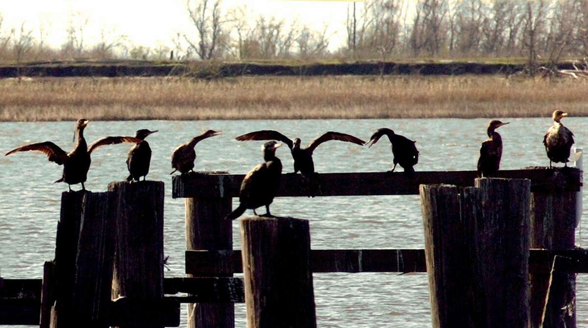 Cormorants and other shore birds line what remains of an old boat dock on a canal that runs along Lake Street and into Sabine Lake near Bridge City. Published March 25, 2010. Pete Churton/The Enterprise