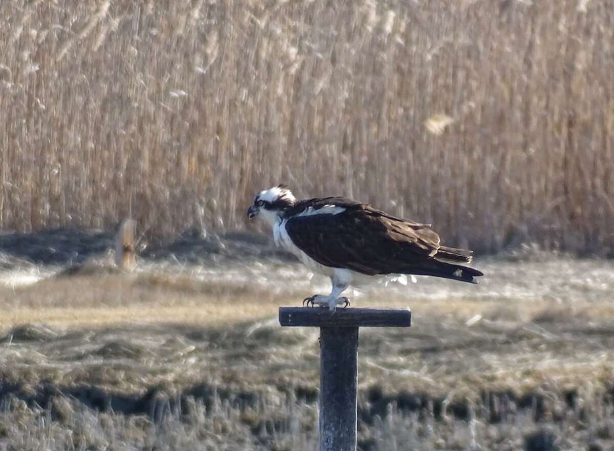 Ospreys have returned to the nesting platforms along the Indian River in Milford.
