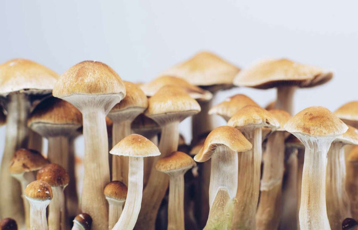 So-called “magic” mushrooms could be used to treat mental health issues in Connecticut under a proposed bill.